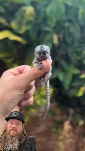 Apex Predator Outfitters on Instagram: "The Pygmy marmoset. The smallest monkey interesting the world! #amazing #crazy #themoreyouknow #crazystory"