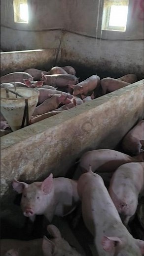 🐷 Inside a Massive Pig Farm – Thousands of Pigs Organized by Category! 💥