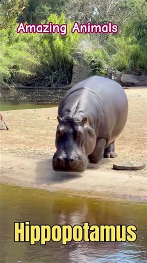 Learn Amazing Animals Names/Animals Planets/Animals Names/Animals #shorts #animals