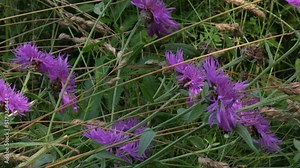 Centaurea jacea, brown knapweed or brownray knapweed, is a species of herbaceous perennial plants in the genus Centaurea native to dry meadows and open woodland throughout Europe