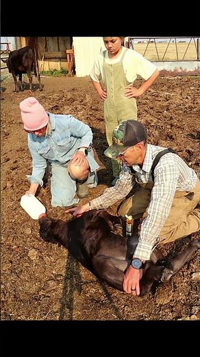 We Had to Start Bottle Feeding Our New Calf