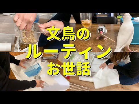 【文鳥ルーティン】文鳥と過ごす最高の1日ってどんな感じ？お世話の様子を紹介します Java sparrow