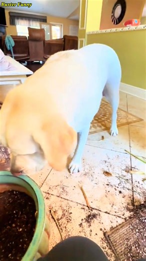 8.2K views · 350 reactions | GARDENING WITH LABS IS ALWAYS AN ADVENTURE Every garden project turns into playtime when Labradors are your helpers! | Buster Funny | Facebook