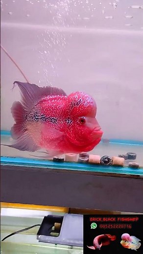 Louhan Super Red Short body