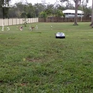 The easy way to exercise ten beagles 😂😍 ViralHog | UNILAD