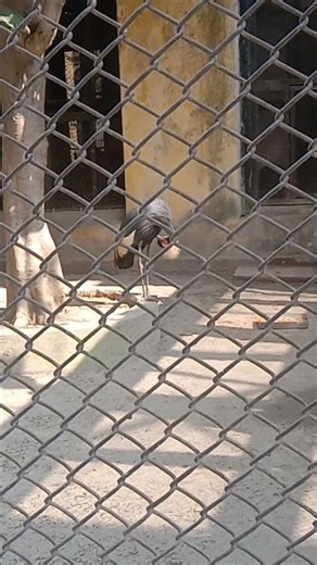 Look at how the bird is scratching itself.