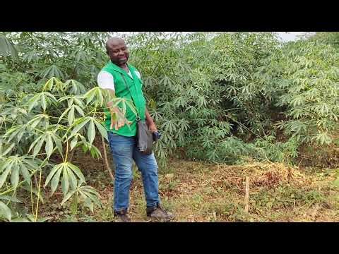 Comment réussir ta plantation de manioc