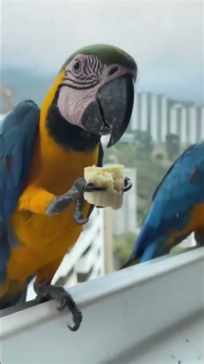 Beautiful Birds 🕊️ | Relaxing Bird Sounds & Nature Compilation | For Bird Lovers