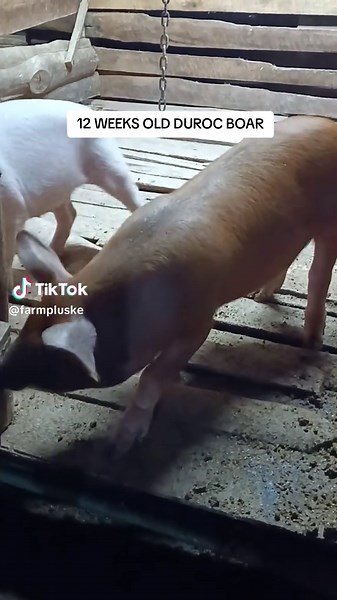 🐗 Thinking of Buying a Breeding Boar? READ THIS FIRST! Choosing the right boar can make or break your pig farm. The boar contributes 50% of your herd’s genetics, so don’t rush the process! Here’s what to check: 🔹 Strong legs & good body structure — A boar with weak legs will struggle to serve sows. 🔹 Well-developed testicles — Equal size, no lumps, no swelling. Fertility starts here! 🔹 At least 12 teats — This affects the quality of his female offspring. 🔹 Good growth genetics — Comes from 