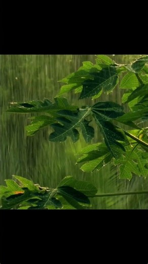 Rainstorm Sounds for Relaxing, Focus or Deep Sleep | Nature White Noise #relaxingmusic #sleepmusic