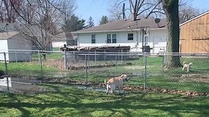 Dog Splashing in Puddle Is What Pure Joy Looks Like - Videos from The Weather Channel