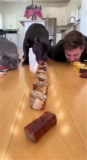 Dog DESTROYS Human & Cat in Eating Challenge 😱#Dog #Cat #EatingChallange #Food #Pets