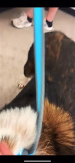 If you have an anxious dog you need these! #dog #dogs #fyp #puppy #kr... | Judith Coleman