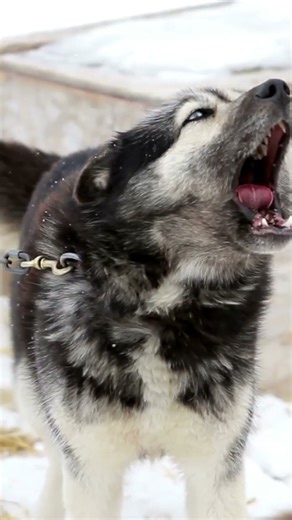 Why Do Huskies Howl? Unveiling the Mystery!