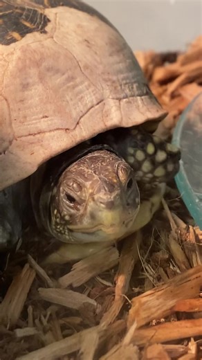 100 reactions | Shell repair turtle went for a nice soak today, very curious roaming around, he had some nice mealworms as treats. He’s been buried down in the substrate here lately with the colder season , nice to see him uo and exploring being active. Wildsoulswildliferescuerehab.org PayPal.me/wildsouls | Wild Souls Wildlife Rescue and Rehab | Facebook
