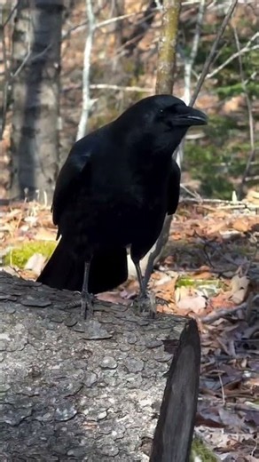 Crow Calls ASMR #asmr #NatureSounds #RelaxingSounds #Crow #BirdSounds