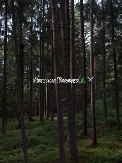 Deutsche Wälder🌲🇩🇪⚔️#germany #nature #blackforest #fyp #forest