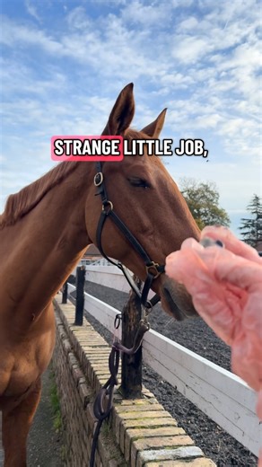 BESC - Equine Hygiene Specialists | Age is but a Number….especially when it comes to beans 🐎 #EquineHygiene #fyp #foryoupage #horseriding #sheath cleaning #equestrian... | Instagram