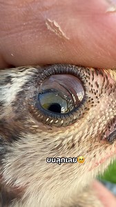 Nature 🦋🌳🦩🌬️ | Worms in a bird’s eye can cause tissue damage, bleeding, swelling, and impaired vision: Eyeworms: These worms can be found in the eyelid,... | Instagram