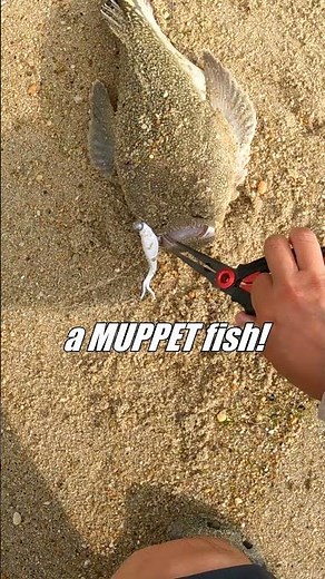 Catching the BOSS FISH