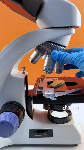 Do you know what a cookie looks like when magnified 400 times?#microscope #fyp #tiktok #undermicroscope