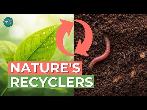 What If Decomposers Disappeared? Here's What Would Happen