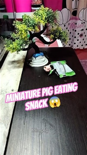 miniature pig eating snack😱