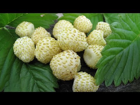 Growing White Strawberries - Even Birds Don't Know They're Ripe!
