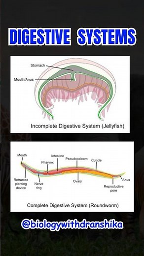 Animals show two main types of digestive systems #animalkingdom #digestivesystem #animalsentience