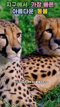 지구에서 가장빠른 아름다운 동물 #동물 #야생동물 #치타 #animals