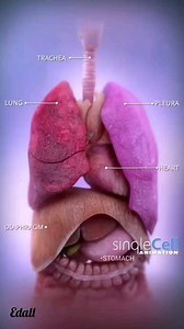 #edall #neetpreparation #edallacademy #neetbiology #neetcrashcourse #neetrepeaterbatch #neetexam | EDALL NEET Academy