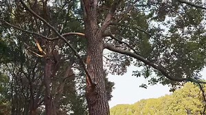 How many types of power pole saw can you find? https://bit.ly/3M1YPkT | JOVANT TOOLS