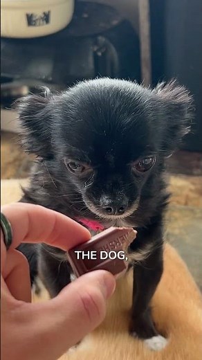 Can Dogs Eat Chocolate?