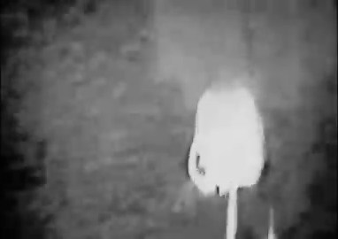今天五角大楼公开了第一批美国 UFO / UAP 文件。里面有大量原始文档和照片，几乎可以肯定了UFO和可能的外星人的存在。而看到这个NASA 档案里公开的这段 UFO/UA的视频，这个外星人吃了什么呢？不管问题：科技发展到什么程度，无论是碳基生物、基因改造体，都绕不开一个底层逻辑:能量从哪里来？科幻作品里的外星人饮食千奇百怪：《Star Trek》中的克林贡人爱吃活的 gagh（蠕虫）；《Star Trek》里还有能制造异星食物与物质的复制器（replicator）；《E.T. the Extra-Terrestrial》里的 E.T. 喜欢糖果；《Star Wars》则有经典的蓝色牛奶。老版《X-COM: UFO Defense》里，外星食物被设定成一种酶液。牛、动物，甚至人类的身体组织会被放进罐体里分解。最后生成一种“预消化液体”，直接输入外星人体内。更诡异的是，很多外星单位似乎没有完整消化系统。它们不像自然演化出来的生命，更像为特定任务设计出来的生物工具。还有的人说外星食物是血液。19 世纪到 20 世纪，美国、欧洲、南美都出现过类似案例。很多现场描述都不像普通野兽攻击，更像某