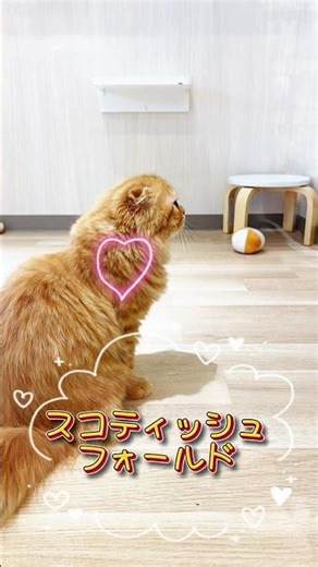 【スコティッシュフォールド】ぬくもりカラーの癒し系♡#スコティッシュ #cat #shotrs #子猫