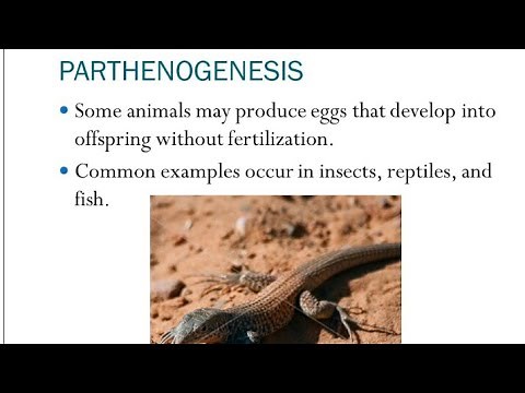 Parthenogenesis, types and Significance