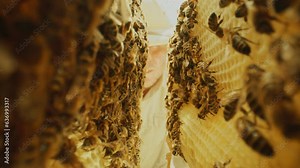 Communication of bees. Bees share information, pass each other nectar. Bees inside the beehive. Honeycomb close up. Bee colony in hive macro. Honey in combs. Organic Beekeeping.