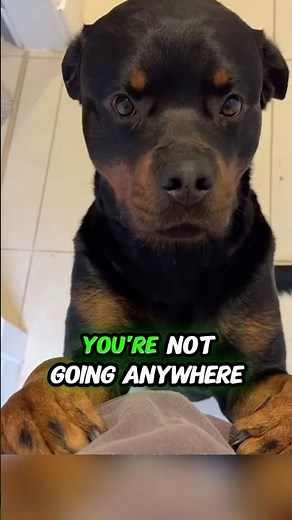 🐾 5 Reasons to Get a Rottweiler 😂🖤#rottweiler #dogshorts