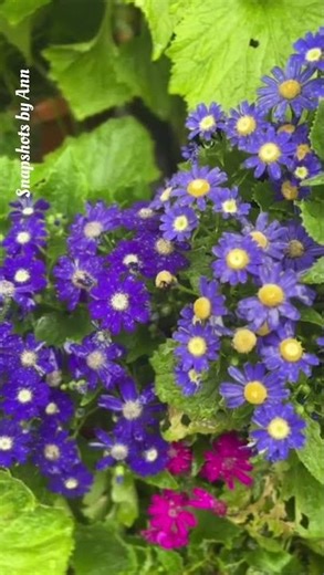 Indigo Blue Daisy Bloom 💙 | Stunning Cineraria Blue Flowers #flowers #gardenvibes #blueflowers