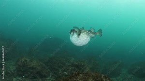 Marine scientist studies the unique behaviour of a poisonous puffer fish inflating its body as a defence mechanism.