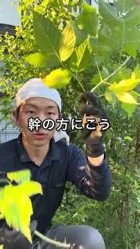 Did you really cut it? How to prune and downsize trees without leaving visible marks #Gardening #...