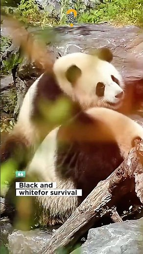 Why Pandas Are Black and White⁉️ #facts #animalfacts