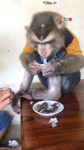 Very Decent Jason Lovely Curious To Enjoy Boiled Taro With Mom😋 | Monkey Jason