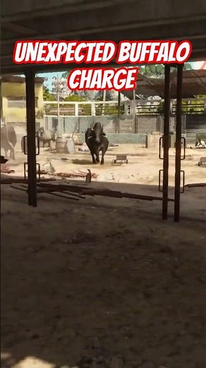 💥 Unexpected Buffalo Charge — Total Chaos! 🐃🔥