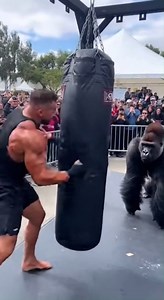 26M views · 626K reactions | Bodybuilder vs. Gorilla: Punching Power! 勞轢壘 #PunchingBagChallenge #gorillastrength #bodybuilder #boxing #knockout #animalpower #gymfails #strongestpunch #jnimworld | Jnim World | Facebook