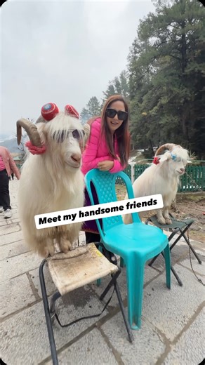 Garima Goel | Actor, Content Creator, Sony Artisan on Instagram: "Baba white sheep have u any wool 🤣🤣🤣 Full time pass with these handsome ones 😬 📍 Betaab Valley, Pahalgam #pahalgam #kashmir #sheep #funny #garimagoel #garimasgoodlife"