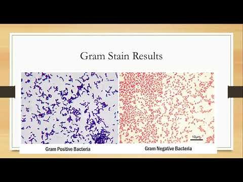 Prokaryotic Diversity