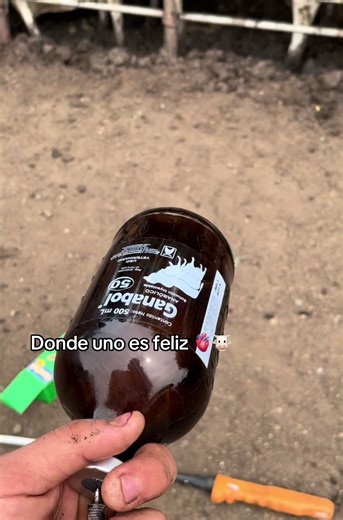 Cattle Feeding and Treatment Techniques Explained