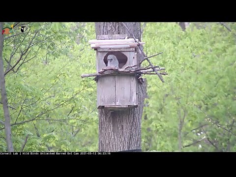 Owlet Climbs Up To Nest Box Entrance | WBU Barred Owl Cam – May 12, 2021