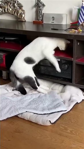 Sleeping Is a Cat's Full-Time Job 😂🐱 | 10 Funniest Sleeping Cat Moments!